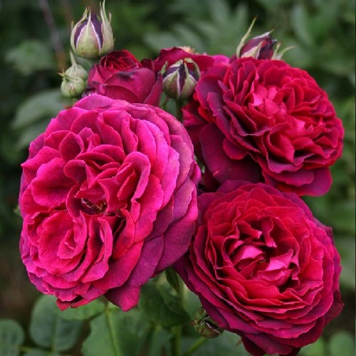 Róża parkowa Astrid Grafin von Hardenberg