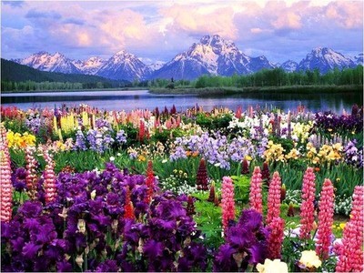 Kwiaty maku są naszą dumą i stanowią piękny klejnot w koronie! Uprawiaj piękne kwiaty maku w swoim ogrodzie! Polecamy naszą ofertę maku! Zapraszamy!
