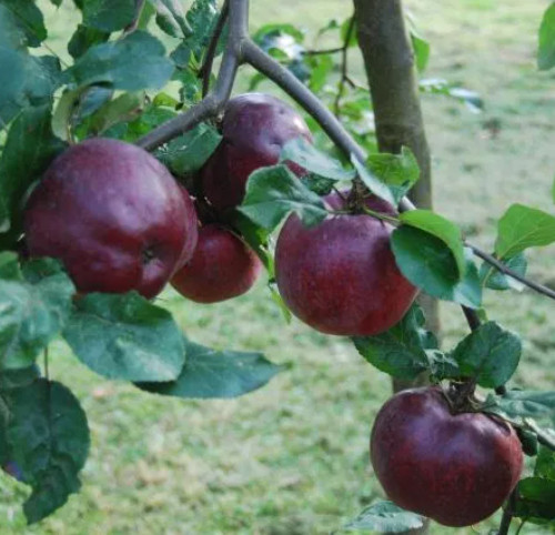 jabłoń Malinowa Malinówka