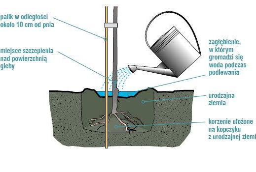 sadzenie drzew owocowych