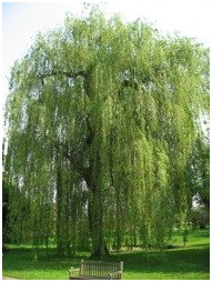 Wierzba biała Tristis płacząca Salix alba