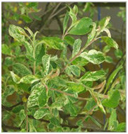 Wierzba szara Tricolor szczepiona na pniu Salix cinerea ‘Tricolor’
