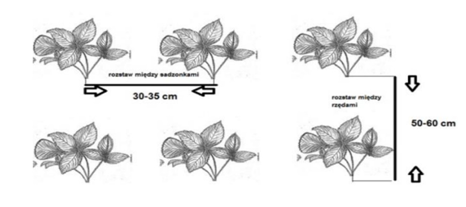 rozstaw między sadzonkami truskawek
