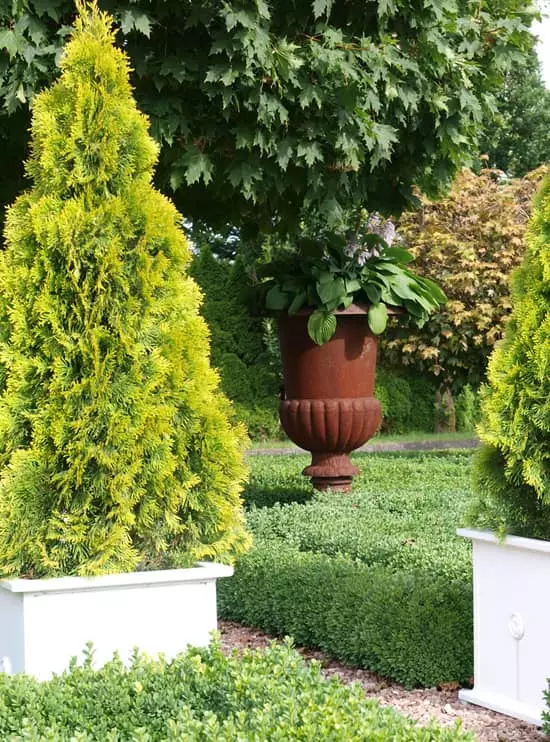 Rośliny na balkon, uprawa w pojemnikach
