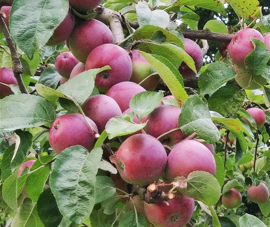 Nasze rośliny foto 2