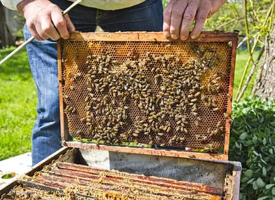 Kwiaty miododajne w warzywniaku