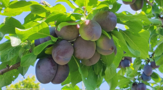 Nasze rośliny foto 3