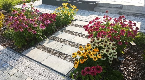 Nasze rośliny foto 4