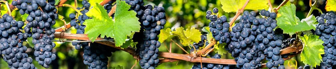 Winorośle - odmiany, przeznaczenie, uprawa amatorska
