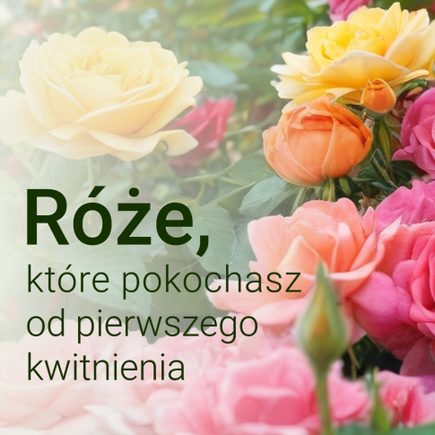 Róże, które pokochasz od pierwszego kwitnienia