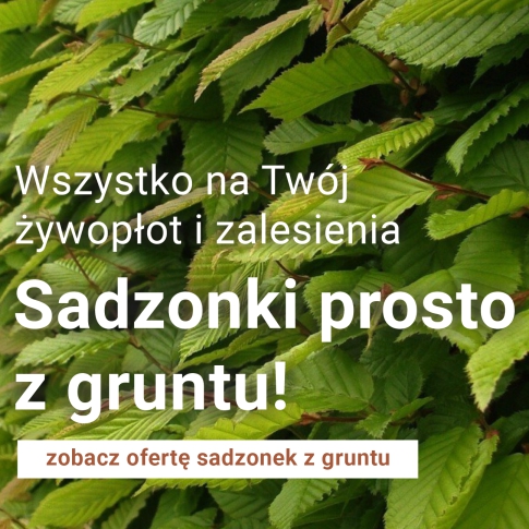 Sadzonki z gruntu leśnego