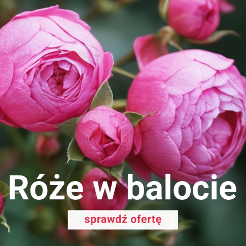 Róże w balocie