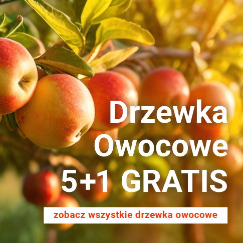 Drzewka owocowe 5+1 GRATIS