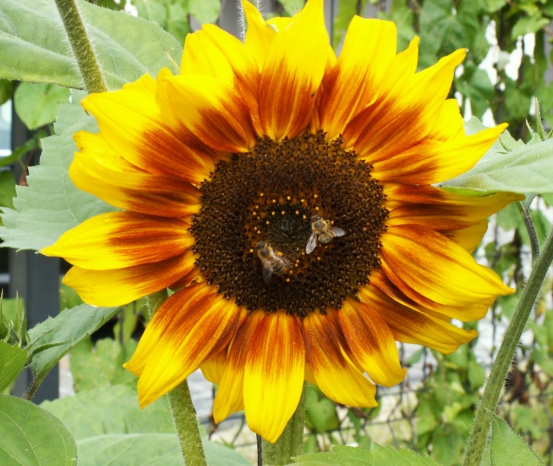 Nasze rośliny foto 5