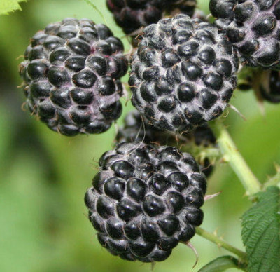 Malina Czarna - Naturalny zamiennik wielu leków w tym Aspiryny