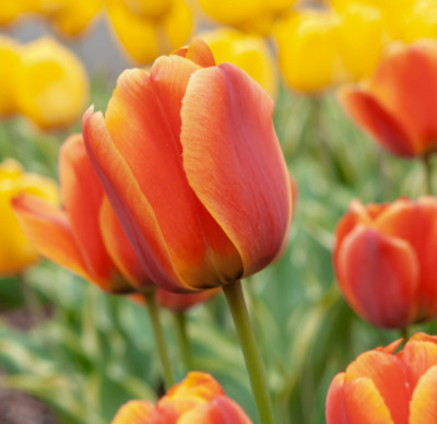 Cebulki tulipana - jak uprawiać i pielęgnować tulipany w ogrodzie?