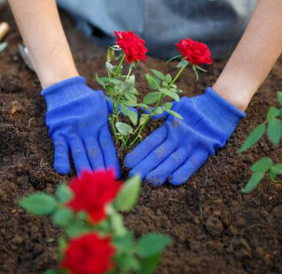Sadzenie i pielęgnacja róż