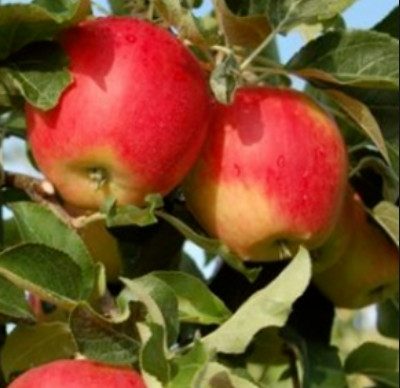 Drzewka owocowe - Jabłoń Arszam