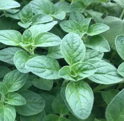Uprawa Oregano