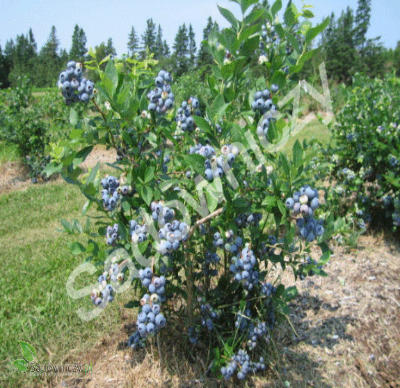 Borówka amerykańska Bluecrop