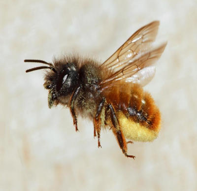 Pszczoła Murarka