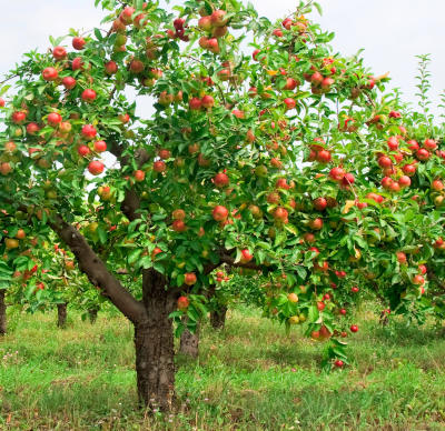 Drzewka jabłoni 