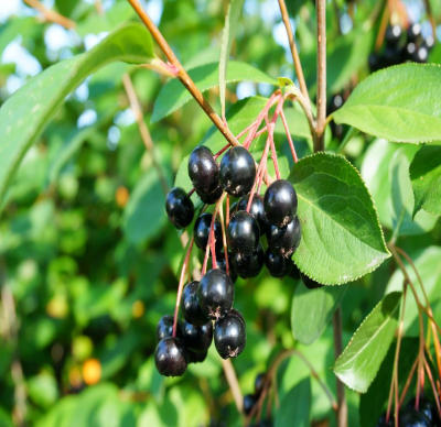 Aronia Czarnoowocowa