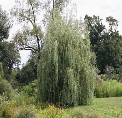 Wierzby na gleby o umiarkowanej wilgotności