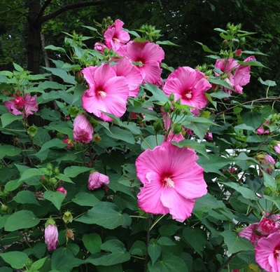 Jak uprawiać hibiskus bagienny? Poradnik od A do Z