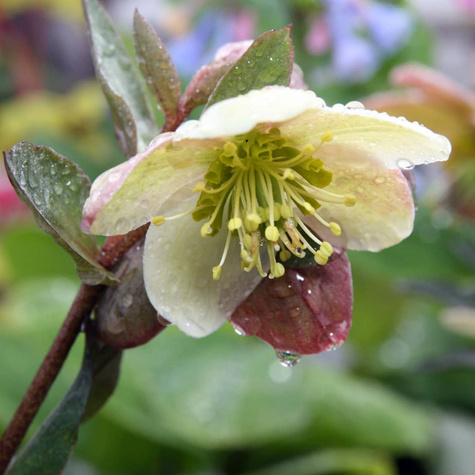 Ciemiernik hybrydowy Candy Love (C2)