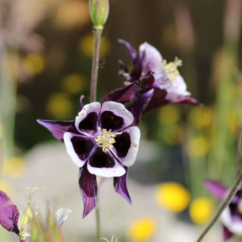 Orlik pospolity William Guiness (C2)