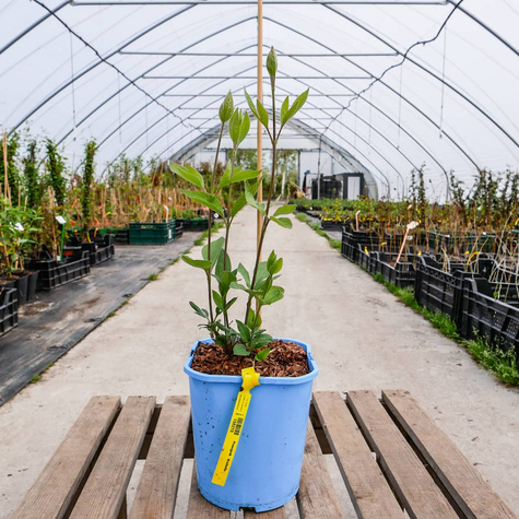 Powojnik Clematis bylinowy Arabella