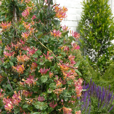 Wiciokrzew hecrota American Beauty pachnący (C2)