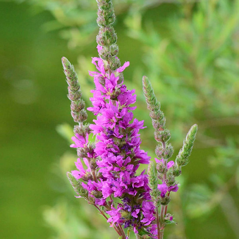 Przetacznik kłosowy różowy (P9)