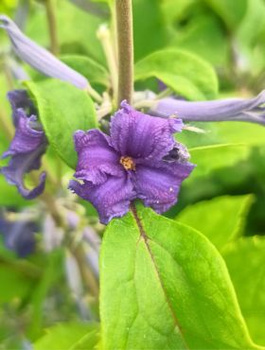 Powojnik Clematis barszczolistny rurkowaty Cassandra
