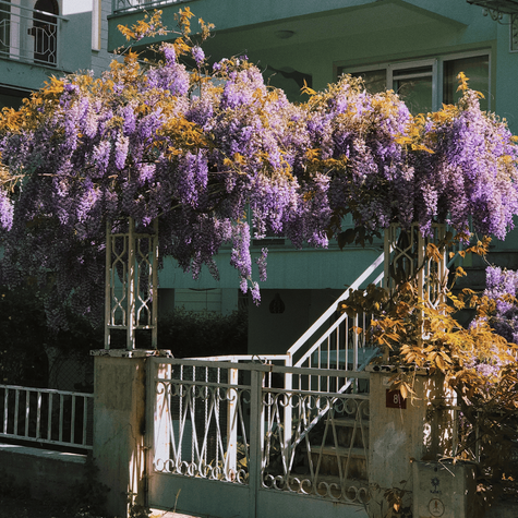 Glicynia kwiecista Wisteria Ludwik Lawin (C2)