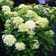 Hortensja bukietowa White Light (C2)