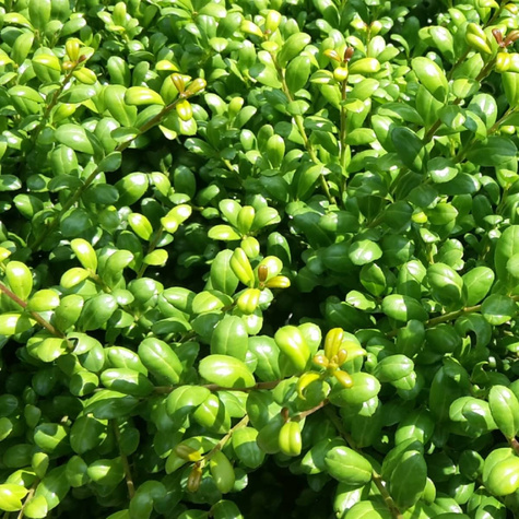 Ostrokrzew bukszpanowy karbowanolistny Convexa (C2)