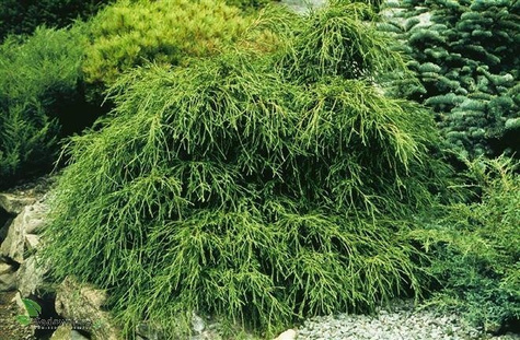 Cyprysik groszkowy Filifera Nana