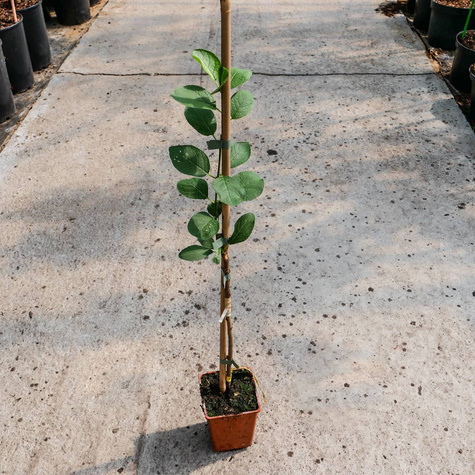 Śliwa Presenta w doniczce (C2)