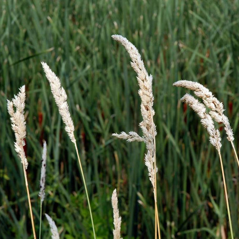 Mozga trzcinowata (C2)