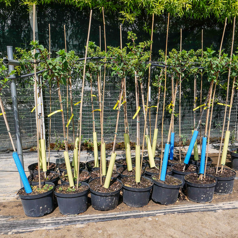 Hortensja Prim White szczepiona na pniu