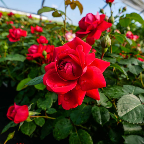 Róża bukietowa National Parks Grenada pachnąca (C2)