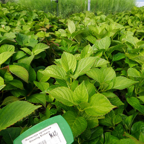 Hortensja ogrodowa Glowing Embers (C1.7)