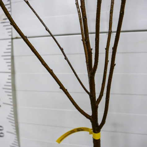 Wiśnia kolumnowa Plant Pack