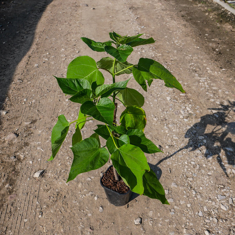 Katalpa Surmia Storczykowiec odstrasza komary (C2)