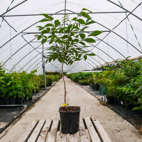 Korkowiec amurski Ozdobny i bardzo odporny Miododajny (C2)