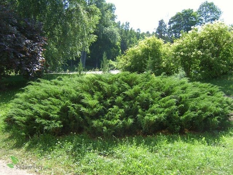 Jałowiec sabiński Jeden z piękniejszych jałowców