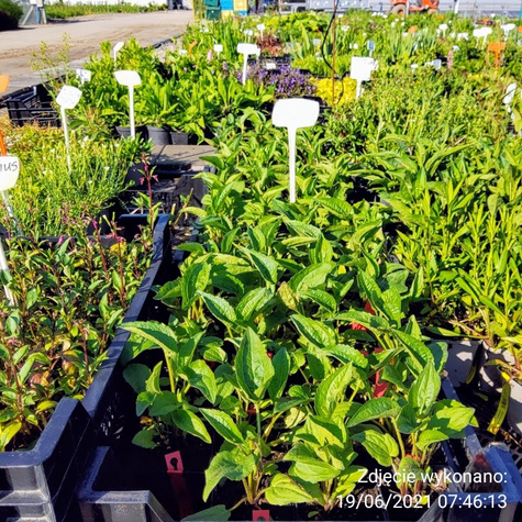 Rudbekia naga Goldquelle (C2)