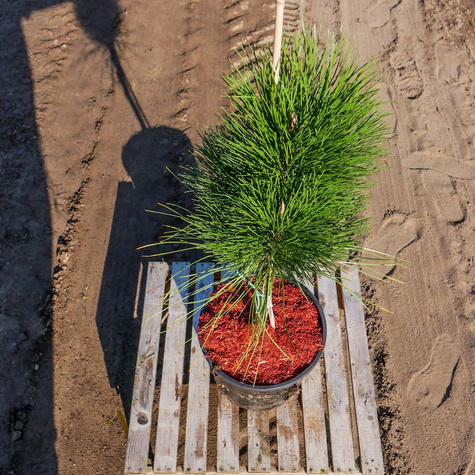 Sosna czarna Obelisk szczepiona na pniu Pa40cm